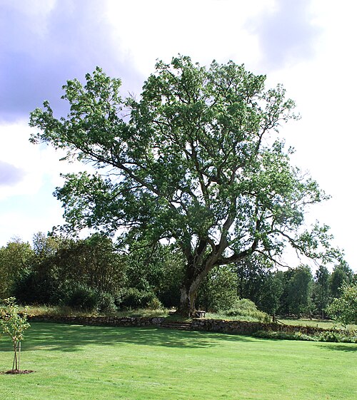 Ash tree in Osaby, Sweden